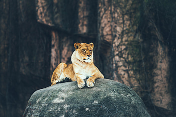 Lion Sitting On Rock , lion, lioness, animals HD wallpaper
