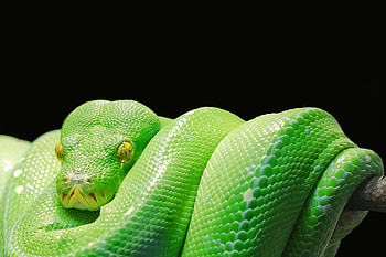 Animals, Predator, Reptile, Snake, Python HD wallpaper