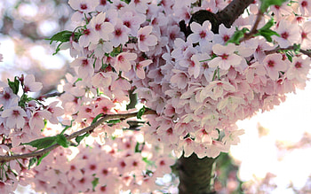 Plants, Flowers HD wallpaper