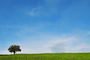 Landscape, Nature, Wood, Tree, Minimalism, Lawn HD wallpaper