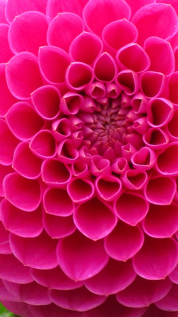 Pink Flower, Beautiful Aesthetic HD phone wallpaper