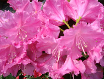 Flower, nature, flowers HD wallpaper