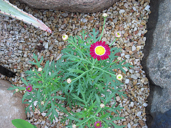 Flowers Rejuvenate life 46, pink, graphy, yellow, green, red, Flowers, rocks, stones HD wallpaper