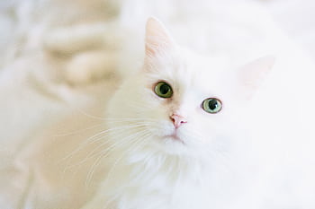 A cute white cat with bright green eyes gazes curiously, perfect for pet lovers. HD wallpaper