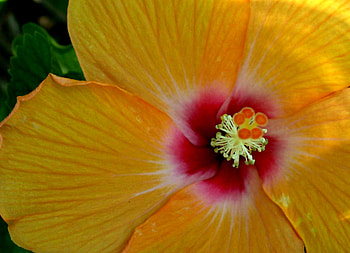 Flower, yellow flower, flowers, yellow HD wallpaper