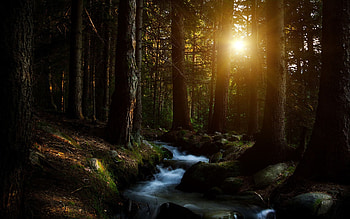 Dark Forest (immagini), Dark Forest Moon HD wallpaper
