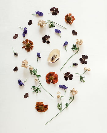 Creative arrangement of assorted dried flowers and petals on white background, perfect for natural and eco-themed designs. HD phone wallpaper