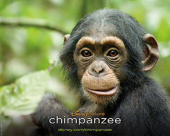 Disney, Movie, Chimpanzee, Baby Animal, Monkey HD wallpaper