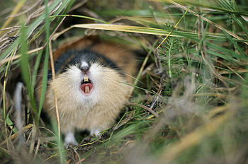 Lemming, Worldbuilding experts, Lemming enthusiasts, Stack Exchange users HD wallpaper