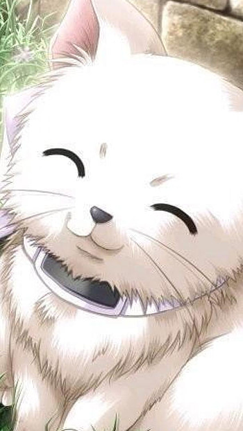 White cat, cutee HD phone wallpaper