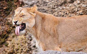 Animals, Lions HD wallpaper
