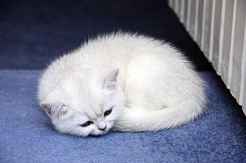 Animals, Light, Kitty, Kitten, To Lie Down, Lie, Light Coloured, Kid, Tot HD wallpaper