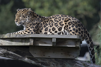 Leopard Animal , leopard, animals HD wallpaper
