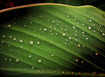 Drops, Macro, Surface, Sheet, Leaf, Shadow HD wallpaper