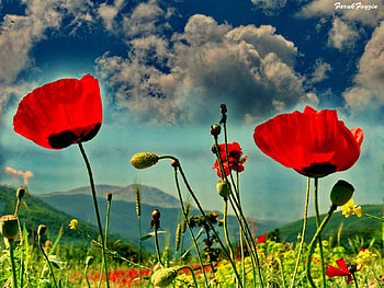 poppıes, sky, flowers HD wallpaper