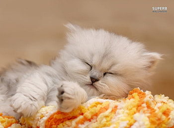 ~Precious Little Angel~, sweet, kitten, precious, cute, adorable, sleeping, fluffy HD wallpaper