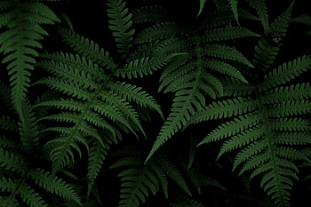 Nature, Bush, Fern HD wallpaper