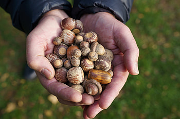 Unusual acorn phenomena, Nature's conspiracy, Weather chaos, Eerie oak invasion HD wallpaper