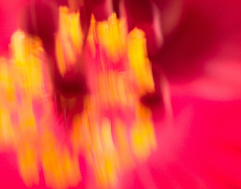 Abstract, Pink, Blur, Smooth, Distortion HD wallpaper
