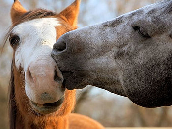 Horses, horse, 2 horses HD wallpaper