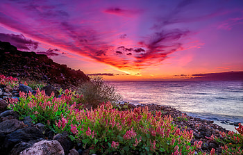 Coastal sunset, sea, coast, beautiful, rocks, stones, summer, purple, wildflowers, shore, pink, clouds, sky, sunset, ocean HD wallpaper