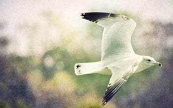 Animals, Sky, Bird, Flight, Wings, Greased, Smeared HD wallpaper