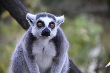 Animals, Sight, Opinion, Animal, Lemur HD wallpaper