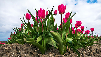 Field of Tulips, sky, flowers, spring, blossoms, clouds HD wallpaper