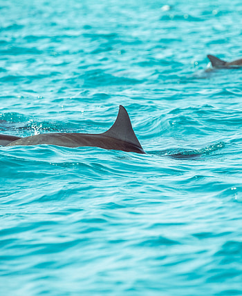 Animals, Water, Dolphin, Fin HD phone wallpaper