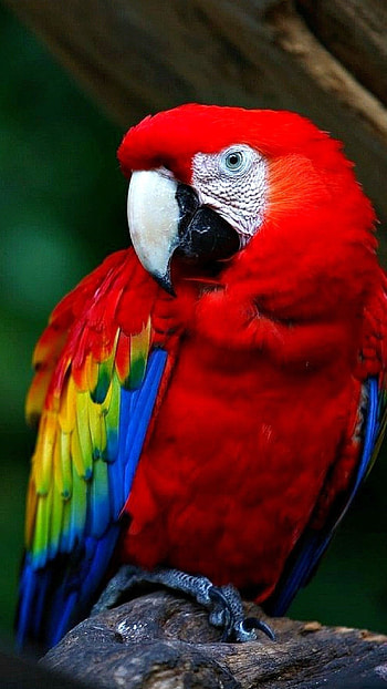Parrot, Red HD phone wallpaper