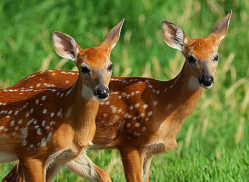 Seeing double, two, white, brown, deer, grass, fawns, spotted HD wallpaper