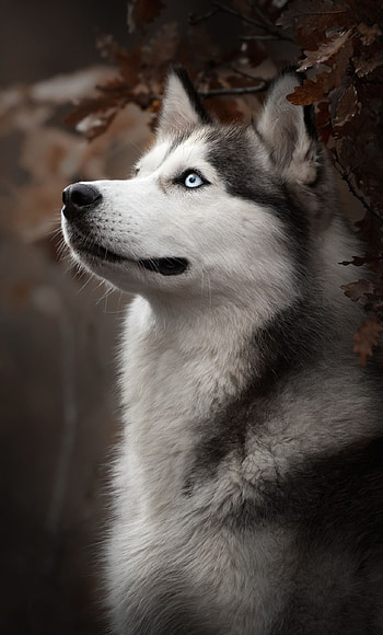 Siberian Husky, Cute Dogs HD phone wallpaper