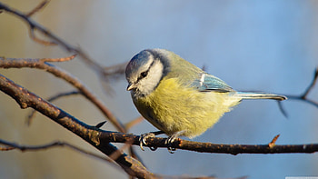 euroasian blue tit, tit, blue, bird, euroasian HD wallpaper
