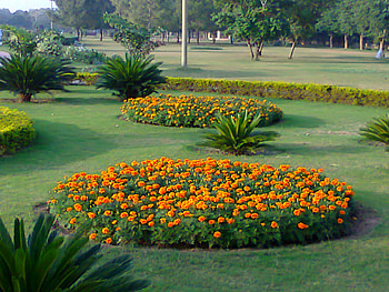 Bed of flowers, nature, flowers, bed of HD wallpaper