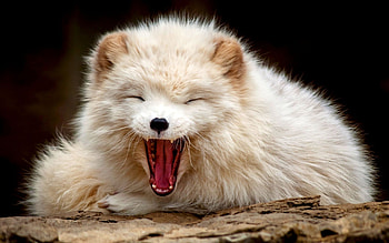 Animals, Polar Foxes HD wallpaper