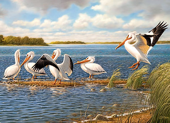 Pelicans, pretty, Birds, Pelican, Art HD wallpaper
