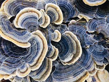 4 mushrooms, Immune boosting, Better sleep, The beet HD wallpaper