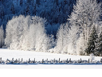 Early Morning, winter, trees, snow, fence HD wallpaper