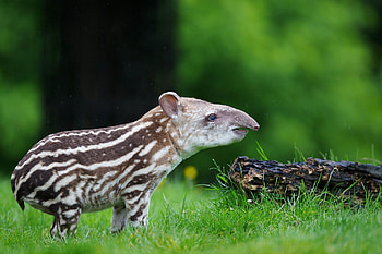Tapir, Brazilian Tapir, Dublin Zoo, Zoo visit ideas HD wallpaper