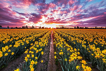 Sunset, Daffodils HD wallpaper