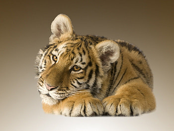 Little Tiger, quit, tiger, wonderful, super, nice, little, denger, long HD wallpaper