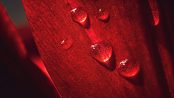 Macro Flower Drops , macro, drops, graphy HD wallpaper