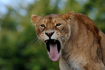 OPEN WIDE, big cats, wildlife, feline, lion, lioness HD wallpaper