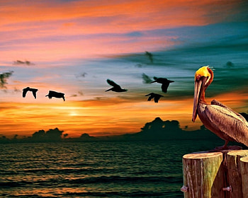 Pelican at Sunset, Nature, Sunset, Animal, Pelican HD wallpaper