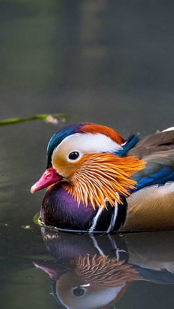 Mandarin Duck, Colorful Duck HD phone wallpaper