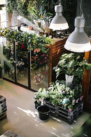 A beautifully arranged indoor plant nursery showcasing a variety of lush greenery and flowers under soft lighting. HD phone wallpaper