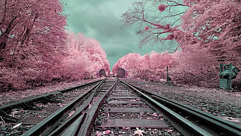 Winter, road, train, tree HD wallpaper
