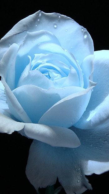 Blue Rose, Light Blue, Black Background, black, background HD phone wallpaper