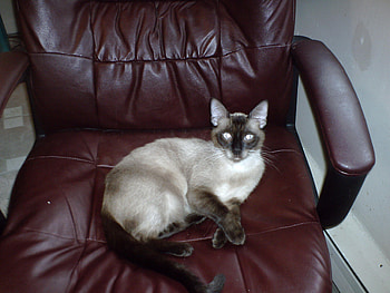 Suki at law, cats, animals, pets HD wallpaper