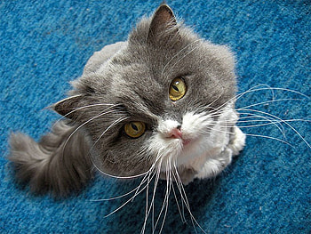 Can I Haz Treats?, blue, graphy, animals, cats, close ups HD wallpaper